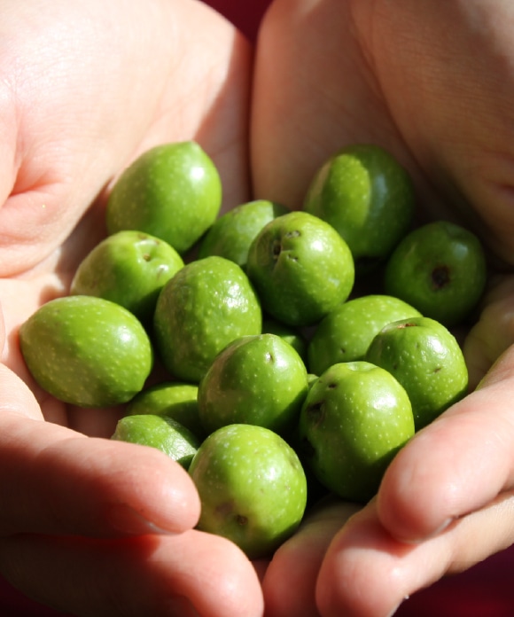 新漬けオリーブ「ミッション」種 180g(約56粒前後) 「ミッション」種 180g