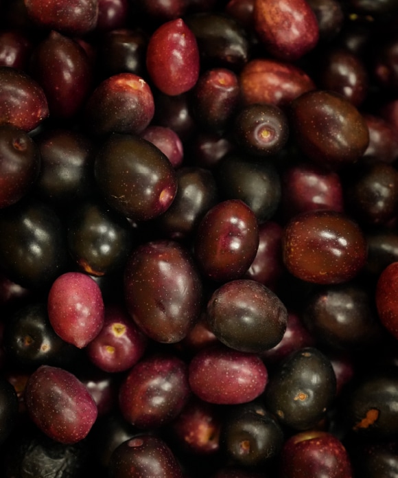 完熟＆ごまドレッシングのセット 包装あり