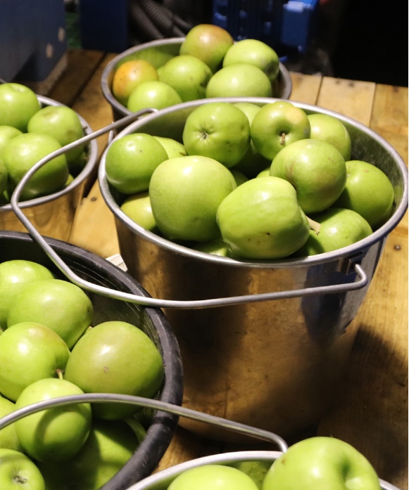 林檎(りんご)オリーブオイル 110g 箱なし【30%割引】