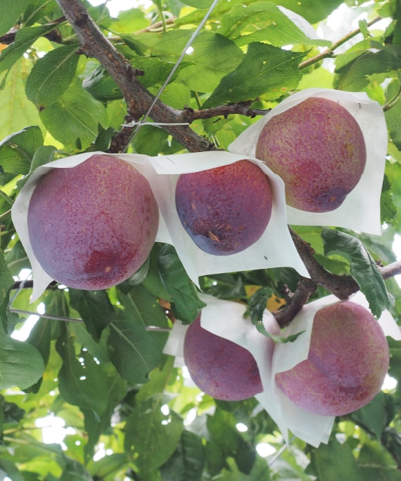 果実まるごとジャム 貴陽 110g