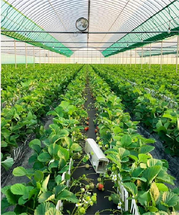 千代の糀　甘酒　あまおう　6本セット あまおう 200ml×6本セット