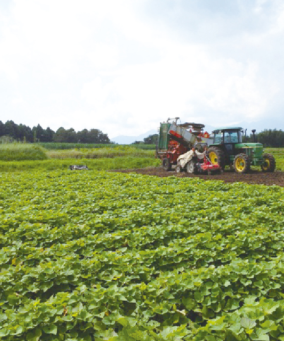 オリーブオイルで芋けんぴ 200g×10袋セット 200g×10袋【20%割引・送料無料】