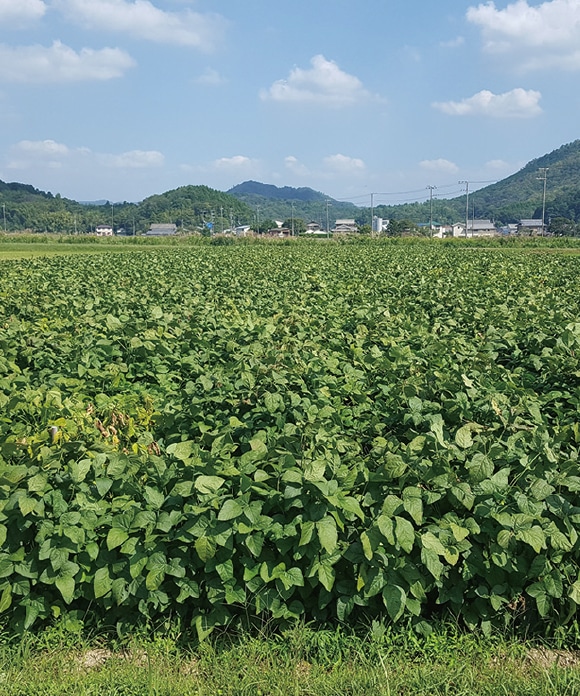 厳選大粒煮豆 丹波黒 200g(固形量100g) 200g
