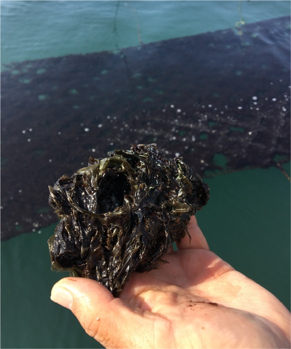 オリーブオイル和え 瀬戸内ほぐし海苔 7.5g 7.5g【20％割引】