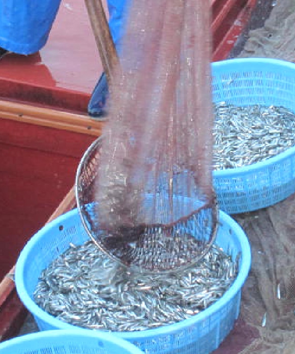 小豆島の田作り 45g 45g(20%割引)