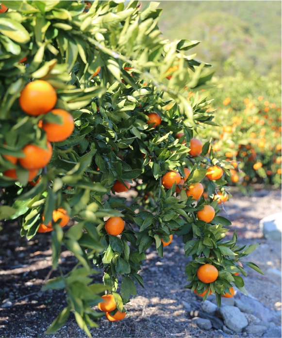 夕陽みかん大玉・3kg 大玉・3kg