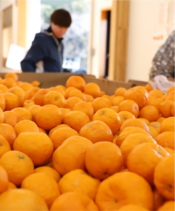 ポンカン 大小混合 3kg