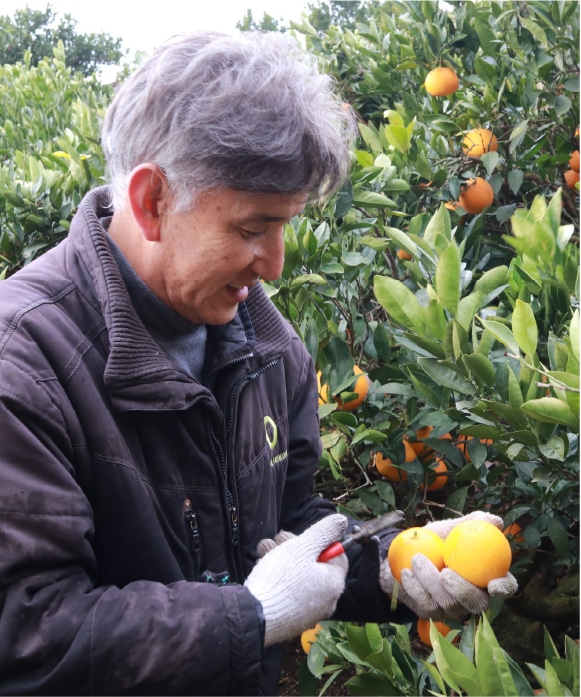 ネーブルオレンジ Mサイズ 3kg(約19玉) Mサイズ3kg(約19玉)