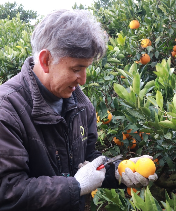 ネーブルオレンジ 8kg 特玉 おすそ分け袋なし