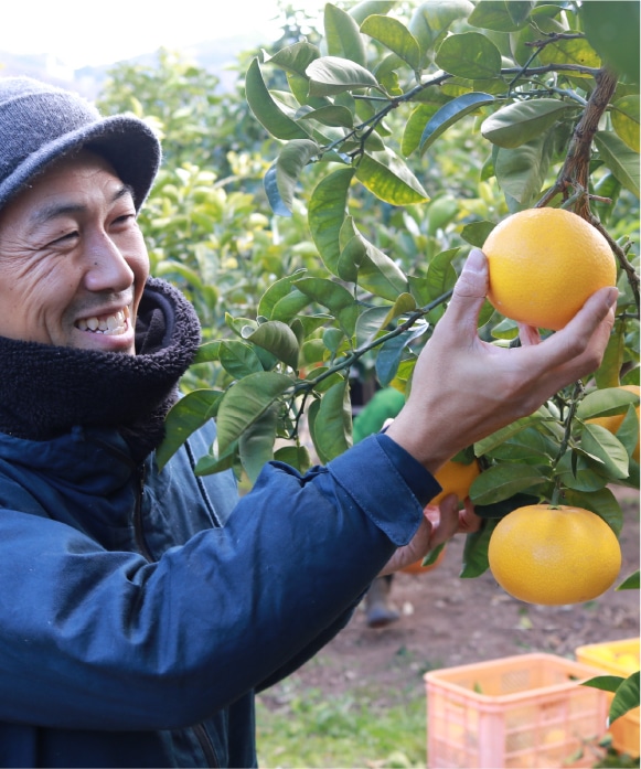 八朔（はっさく）ゴールド規格(約9玉) ゴールド規格(約9玉)