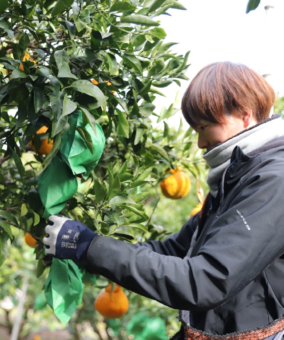 デコ柑 4㎏ 大小混合 デコ柑 4㎏ 大小混合