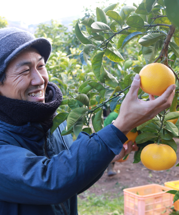 八朔（はっさく）L・２L 混合 4kg L・２L 混合 4kg