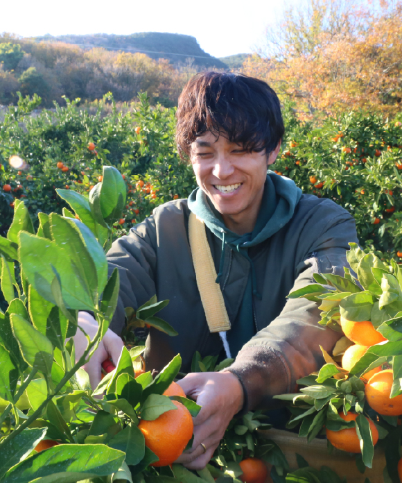 【年末特価】夕陽みかん・木成り完熟みかん 詰め合わせ 5kg