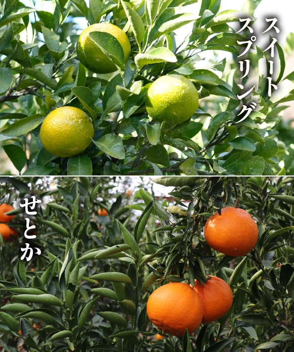 旬の柑橘詰め合わせ 5kg（スイートスプリング・せとか） A（スイートスプリング・せとか）5kg