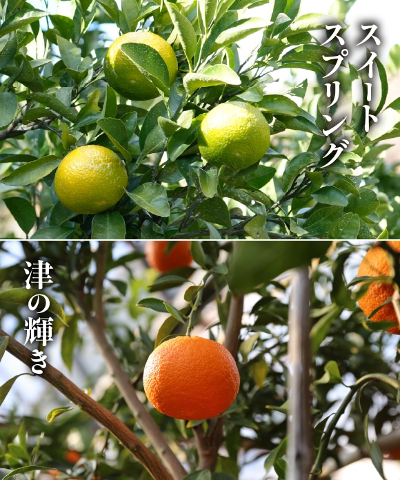 旬の柑橘詰め合わせ 5kg（スイートスプリング・津の輝） B（スイートスプリング・津の輝き）5kg