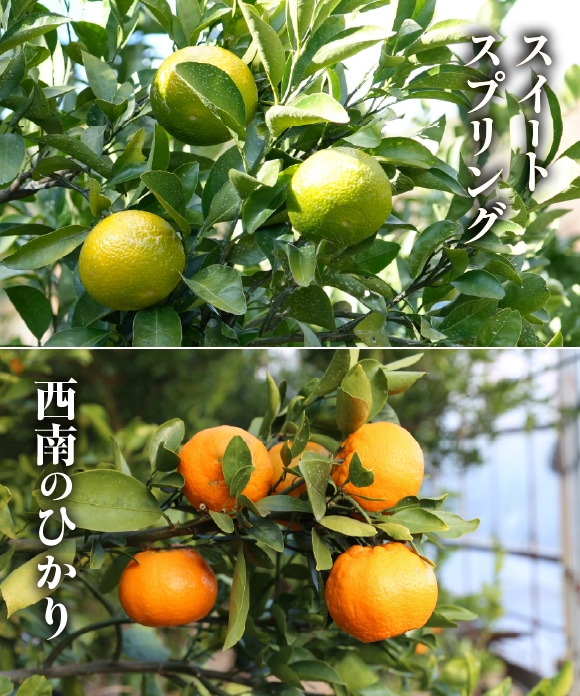 旬の柑橘詰め合わせ 5kg（スイートスプリング・西南のひかり） C（スイートスプリング・西南のひかり）5kg