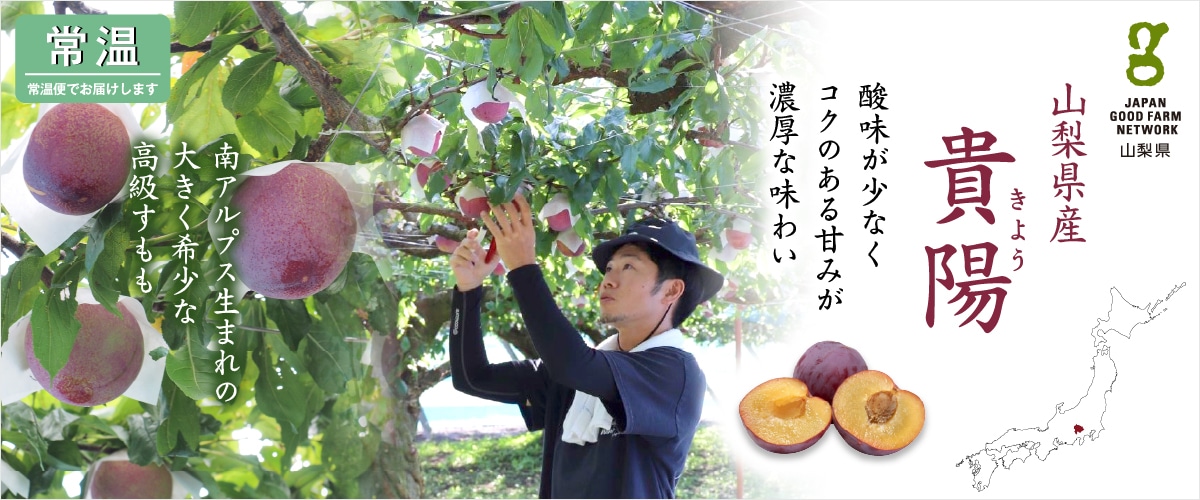 貴陽 Lサイズ ※送料込み L(約9玉)
