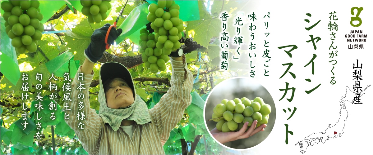 シャインマスカット 1.2kg(2房) ※送料込み