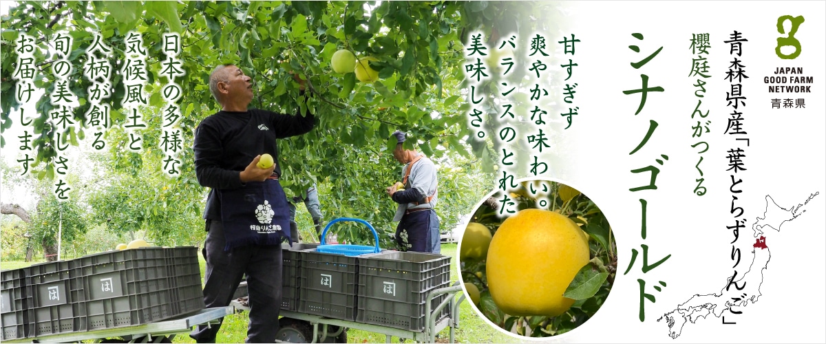 葉とらず シナノゴールド 10~12玉
