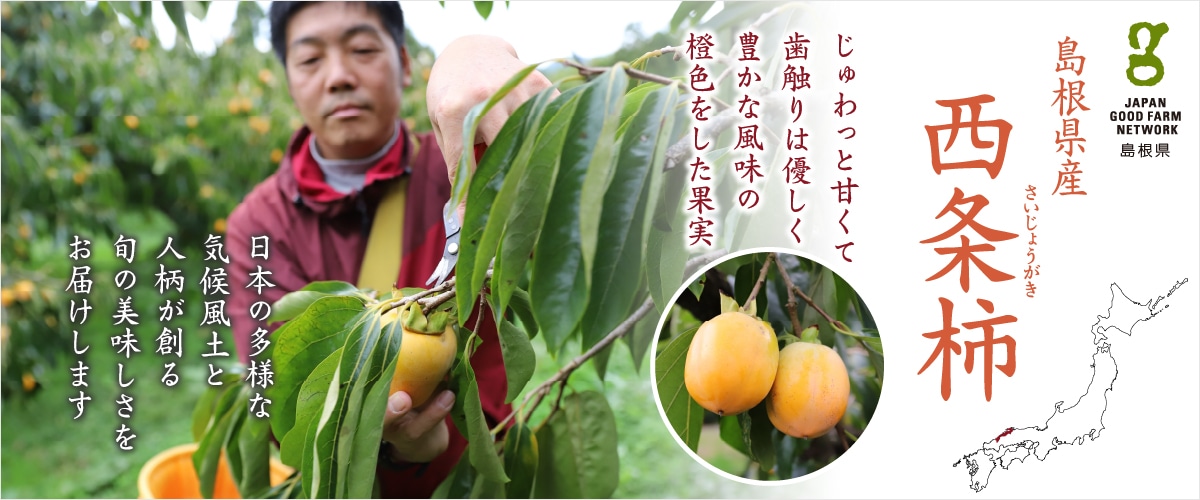 西条柿 2.5kg ※送料込み