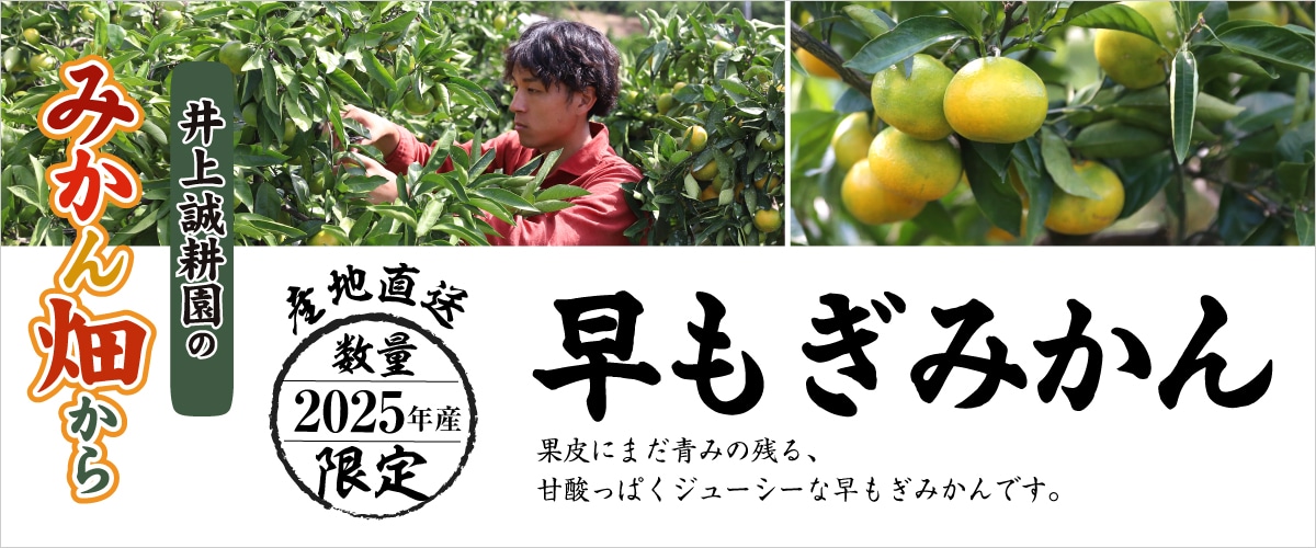 早もぎみかん(3kg・大小混合) 3㎏・大小混合