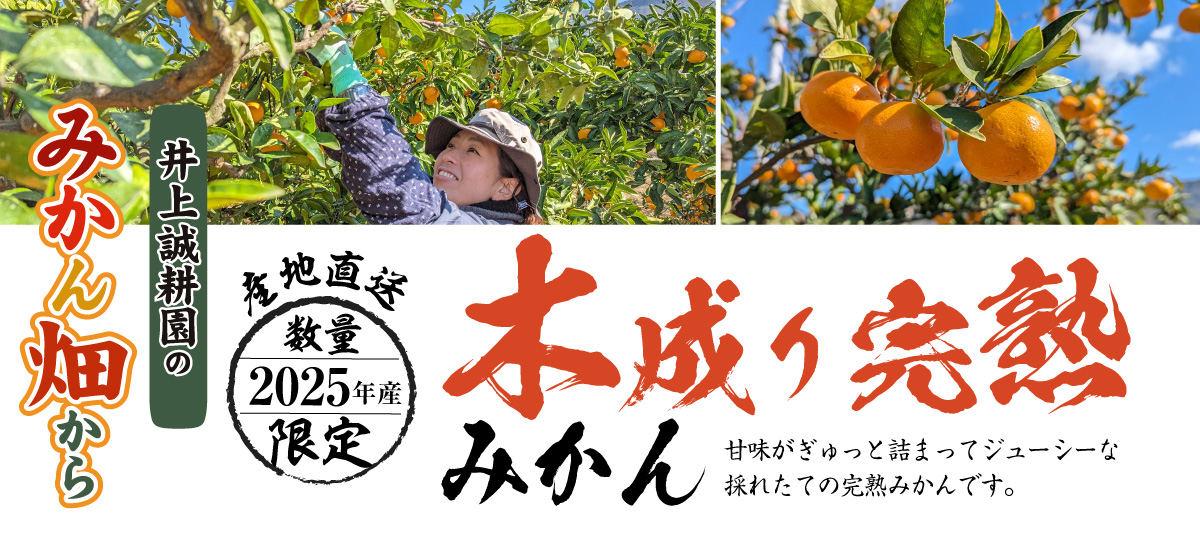 木成り完熟みかんS・3kg S・3kg