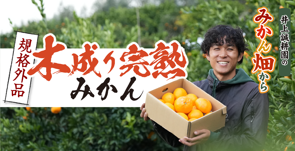 木成り完熟みかん規格外・3kg 規格外・3kg