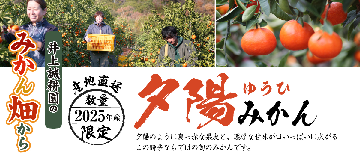 夕陽みかんサイズおまかせ・3kg サイズおまかせ(S/M/Lいずれか1箱)・3kg