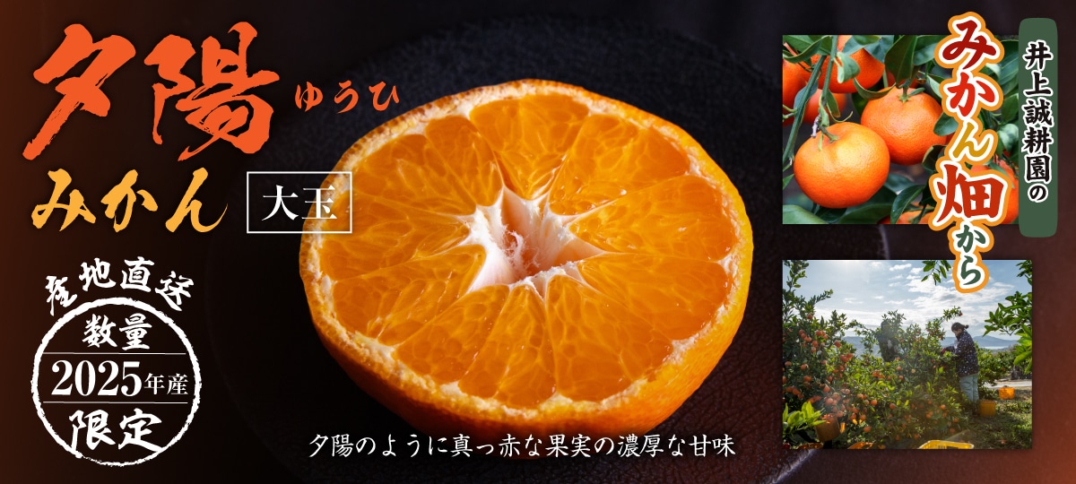 夕陽みかん大玉・3kg 大玉・3kg