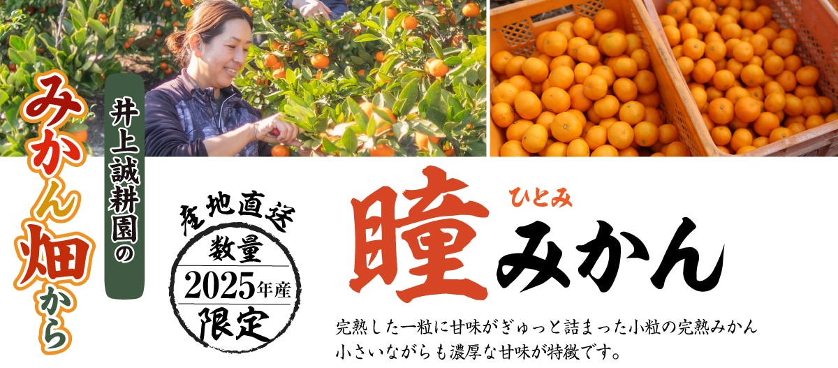 瞳みかん 3kg 3kg