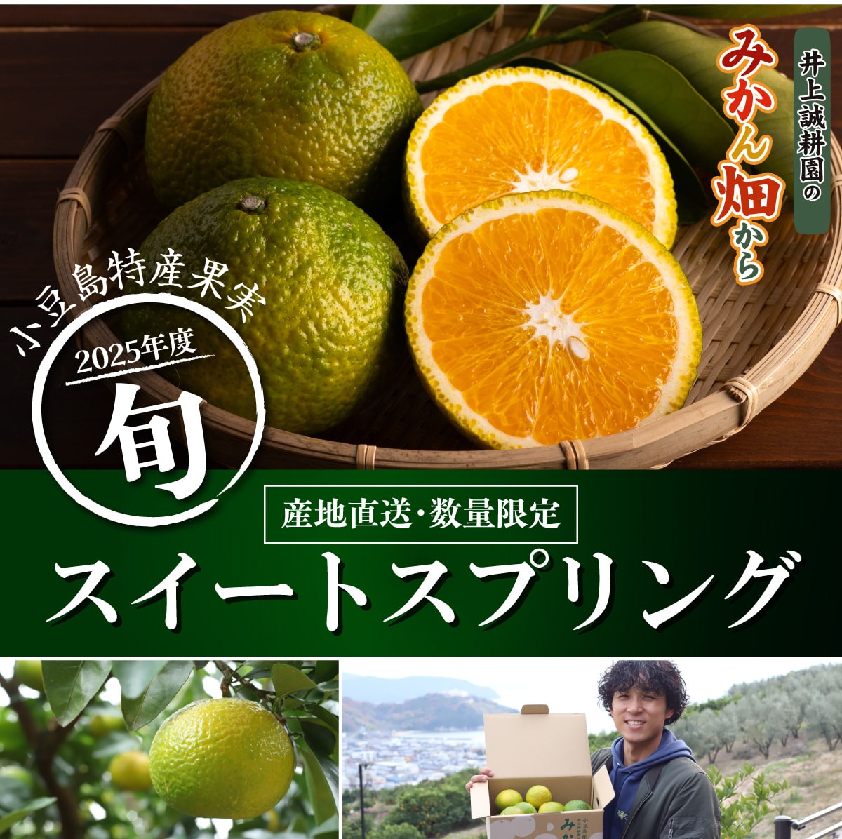 スイートスプリング　ご家庭用Lサイズ 3kg ご家庭用Lサイズ 3kg