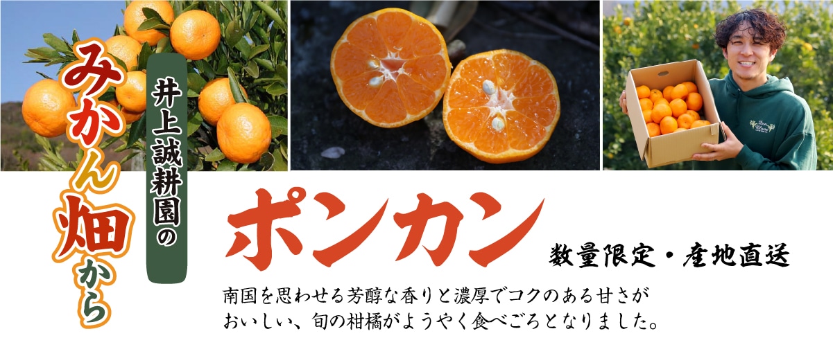 ポンカン 大小混合 3kg