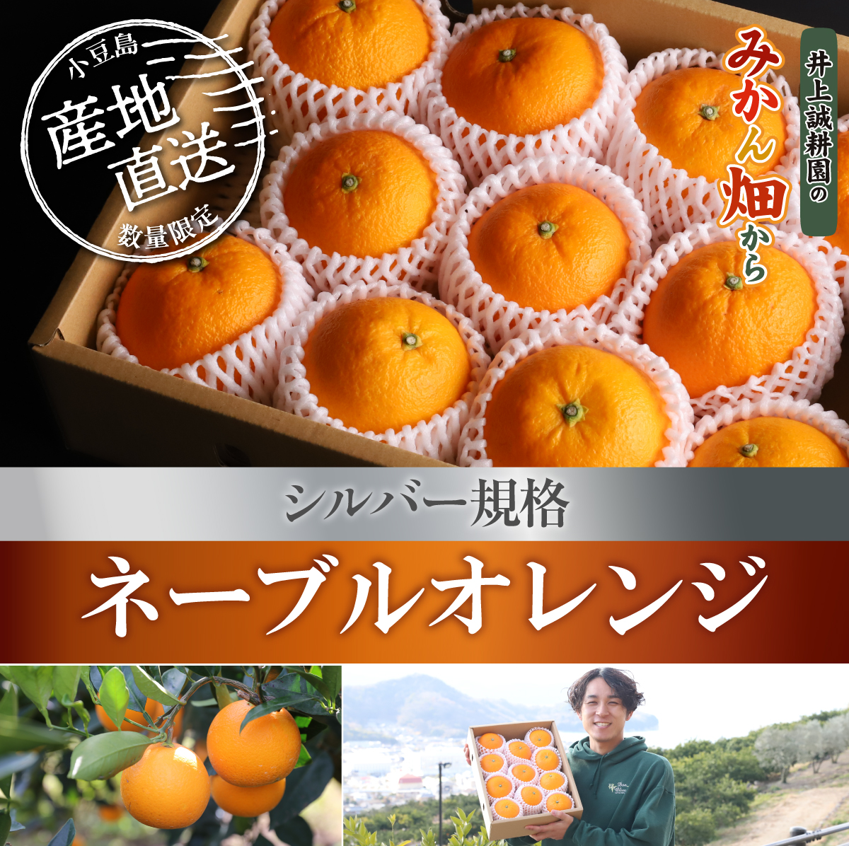 ネーブルオレンジ　シルバー規格 シルバー規格(約16玉)