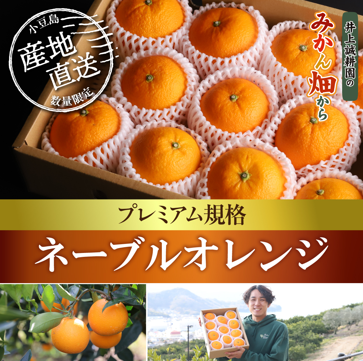 ネーブルオレンジ　プレミアム規格 プレミアム規格(約11玉)