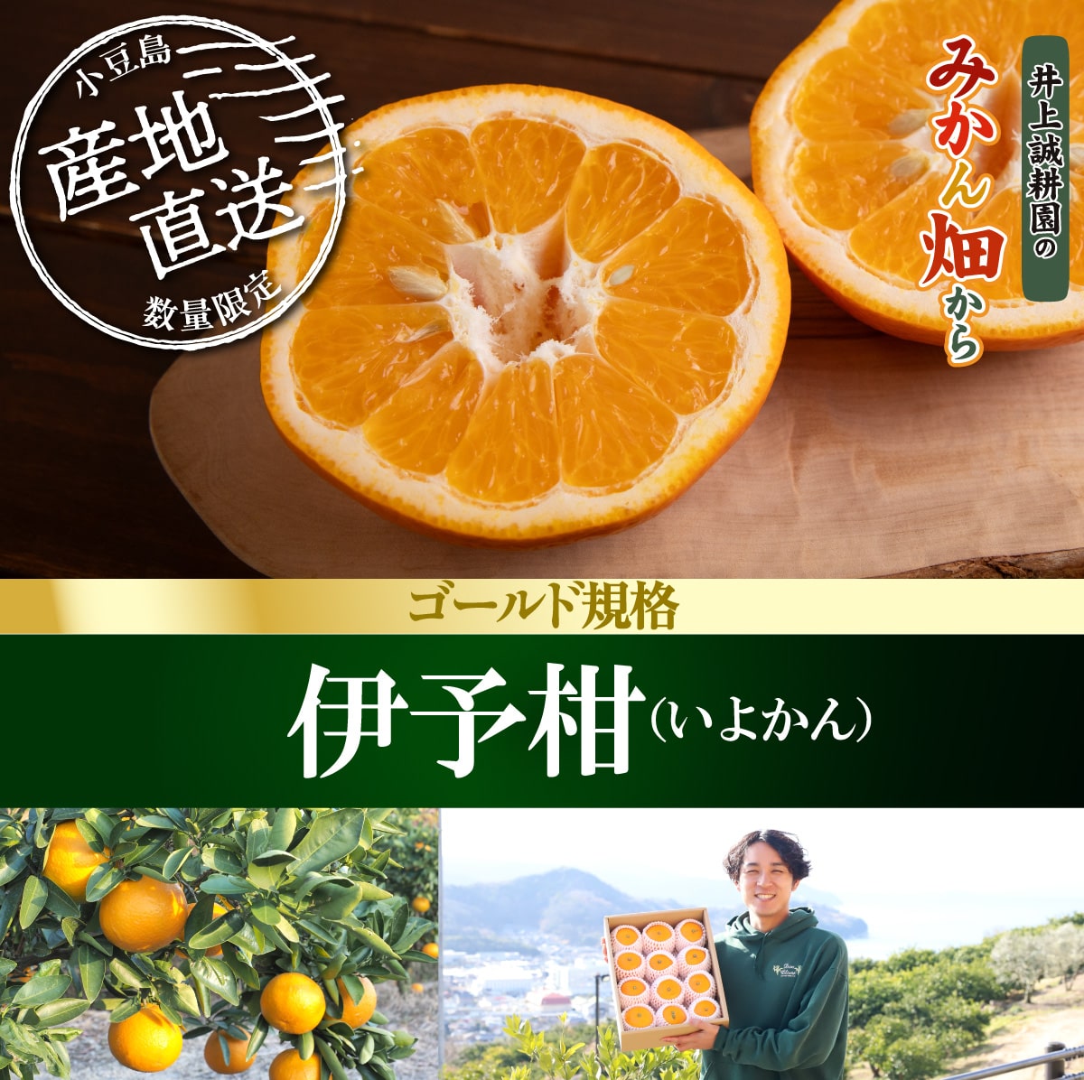 伊予柑 ゴールド規格(4L約9玉) ゴールド規格(4L 約9玉)