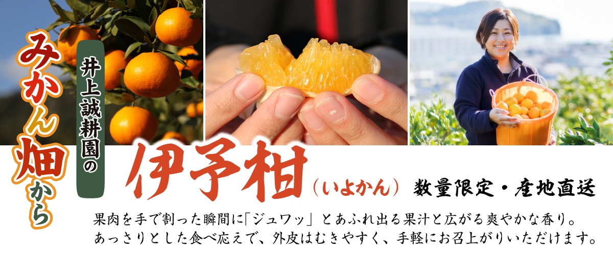 伊予柑 規格外3kg(大小混合) 規格外3kg(大小混合)