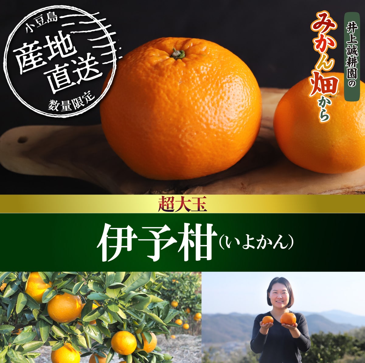 伊予柑 超大玉(約11玉) 超大玉(約11玉)