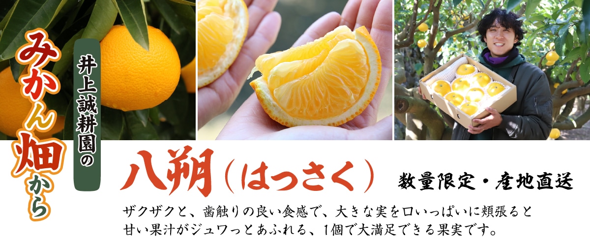 八朔（はっさく）Mサイズ3kg(約13玉) Mサイズ3kg(約13玉)