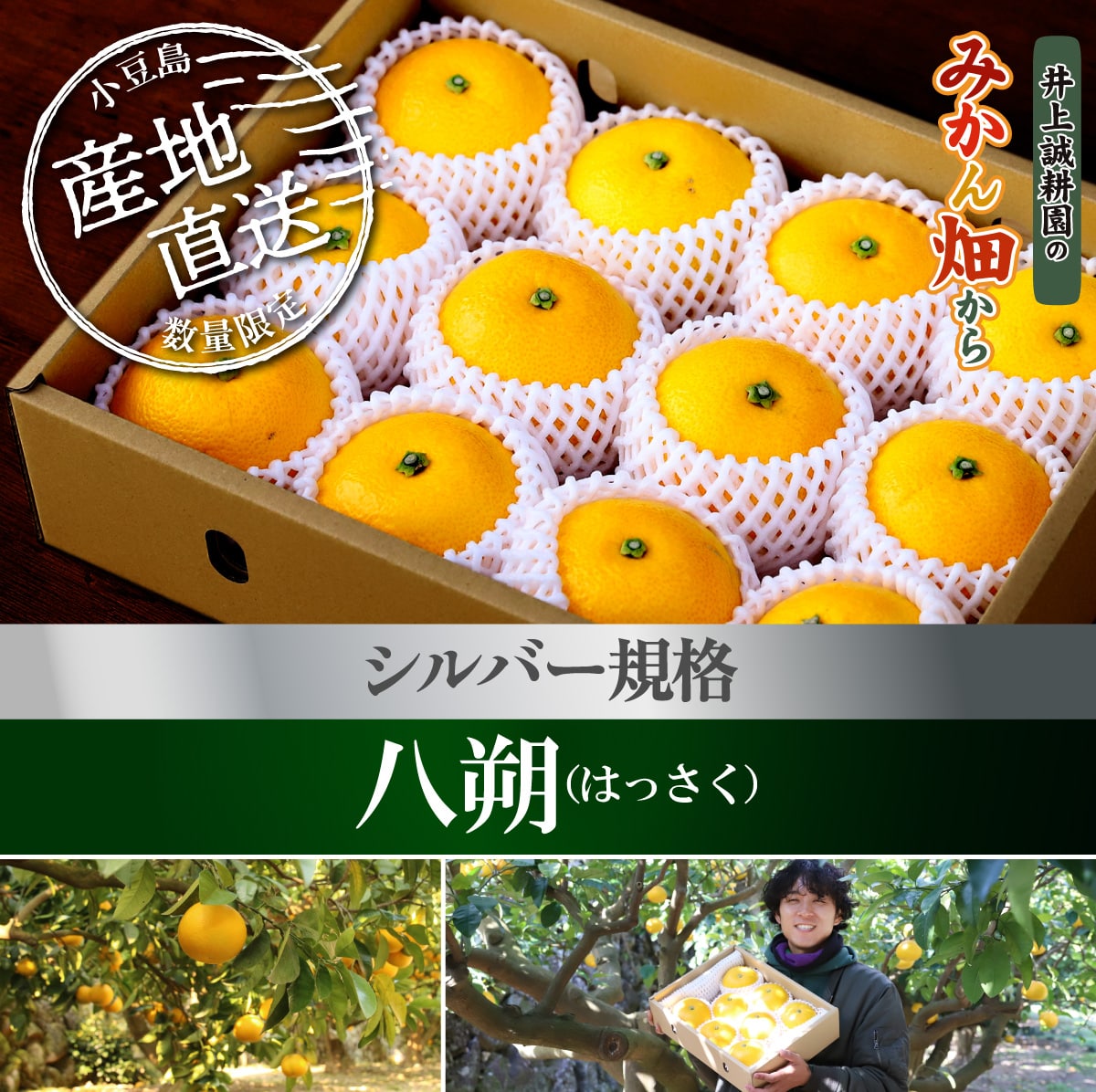 八朔（はっさく）シルバー規格(約12玉) シルバー規格(約12玉)