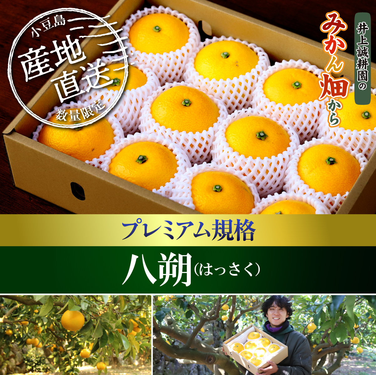 八朔（はっさく）プレミアム規格(約8玉) プレミアム規格(約8玉)