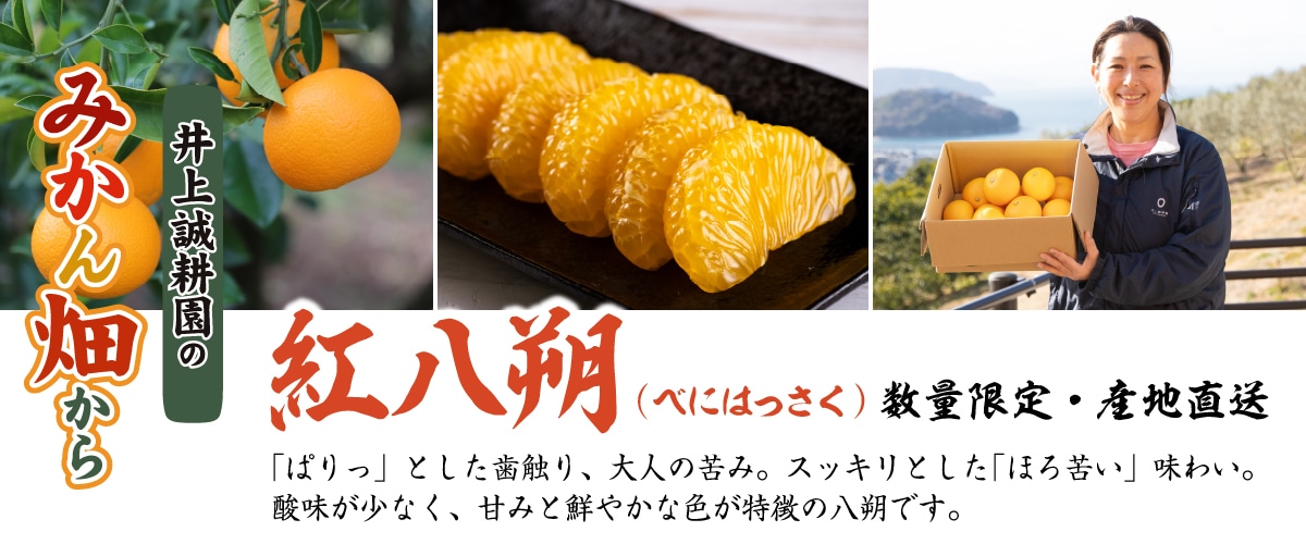 紅八朔（べにはっさく）Mサイズ3kg(約13玉) Mサイズ3kg(約13玉)