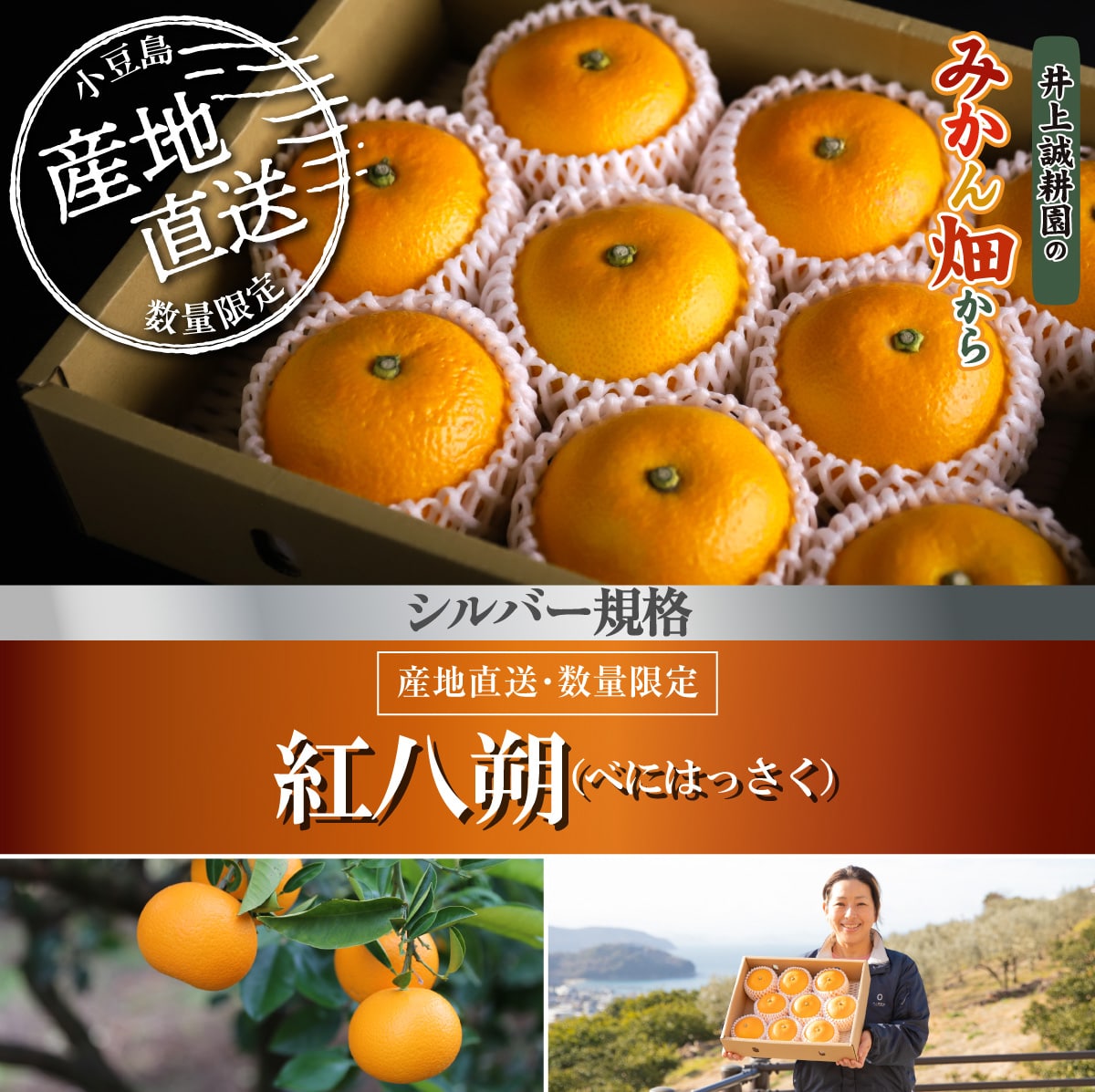 紅八朔（べにはっさく）シルバー規格(約12玉) シルバー規格(約12玉)