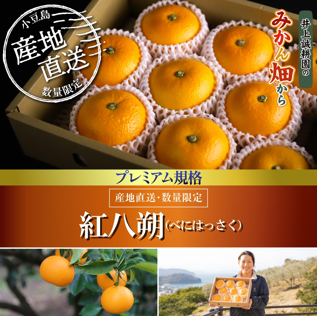 紅八朔（べにはっさく）プレミアム規格(約8玉) プレミアム規格(約8玉)
