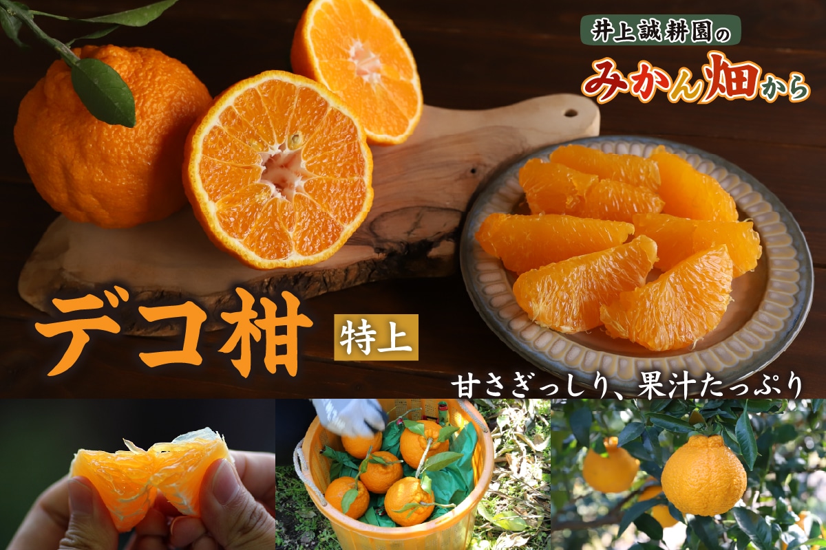デコ柑 3L(特上) 3L(特上)