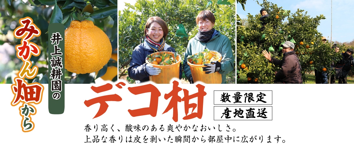 デコ柑 大小混合(規格外) 3kg 大小混合(規格外) 3kg