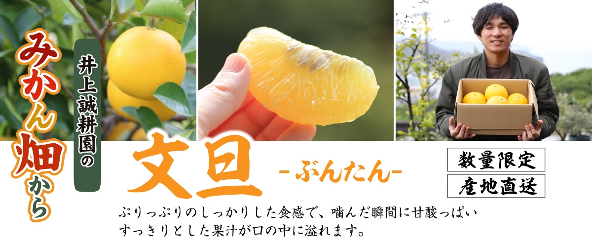 文旦(ぶんたん)　3㎏　大小混合