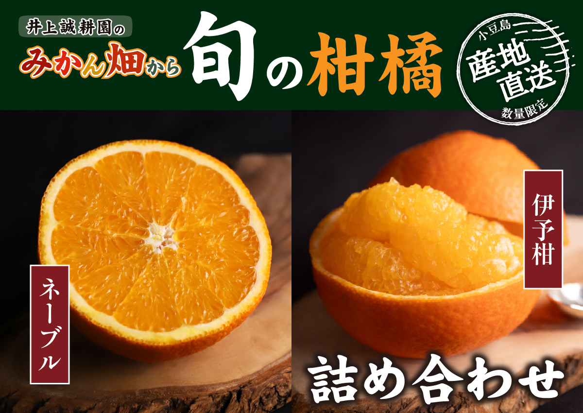 伊予柑とネーブル詰め合わせ 大小混合 5kg