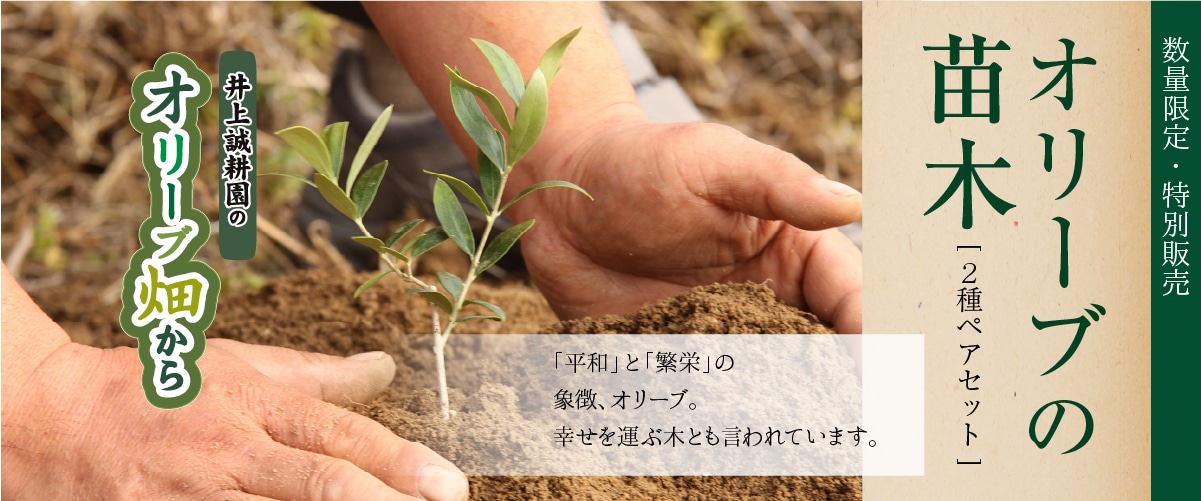 オリーブ小苗木2本セット 小苗木(2本セット)