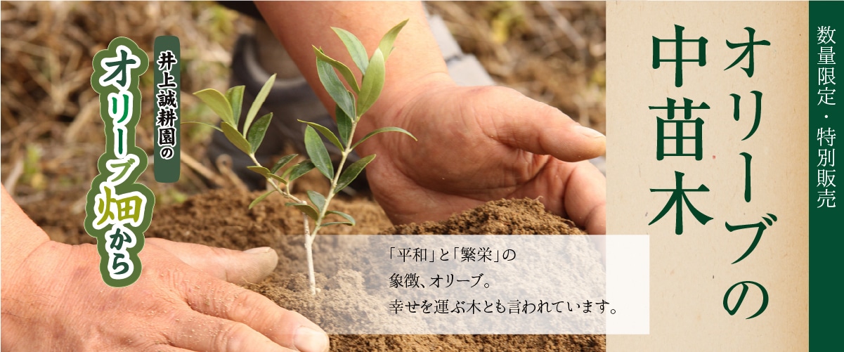 オリーブ中苗木 中苗木
