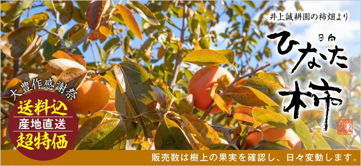 日向柿 (M・2.5㎏) M・2.5㎏【特価販売】